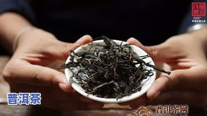 华宁县普洱茶产地最新信息：茶农分享与购买指南