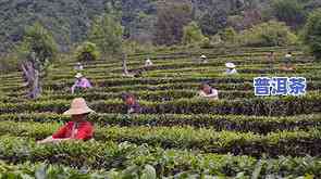 华宁县普洱茶产地在哪里-华宁县普洱茶产地在哪里啊