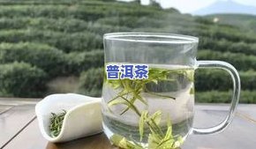 普洱茶不是白茶，为何价格差异大？