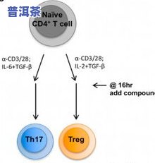 普洱茶沉淀内质因子：揭示其作用与重要性