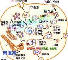 普洱茶沉淀内质因子：揭示其作用与重要性