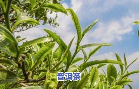 普洱茶大树叉子-普洱茶大树叉子图片