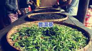 古代普洱茶的制作步骤：从鲜叶采摘到熟茶制作全过程解析