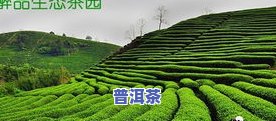 云南保山的茶叶及其品种、品质与场全解析