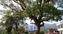 陕西1400年古树：揭秘陕西省千年古树排名及十大古树名木