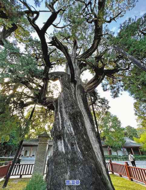 陕西1400年古树：揭秘陕西省千年古树排名及十大古树名木