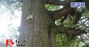 陕西1400年古树：揭秘陕西省千年古树排名及十大古树名木