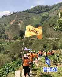 普洱茶冰岛古树产区在哪里-普洱茶冰岛古树产区在哪里啊