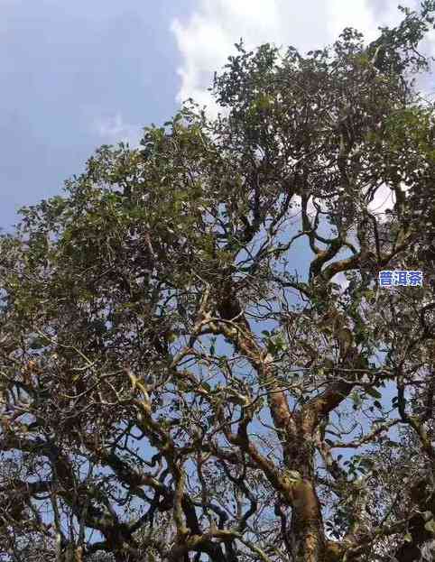 普洱茶冰岛古树产区在哪里-普洱茶冰岛古树产区在哪里啊