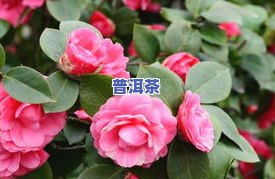 山茶花嫁接全过程视频教程：更佳时间与方法解析