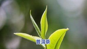 普洱茶是不是-普洱茶是不是有黄曲霉素