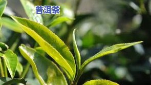 乔木大叶种蜜香普洱茶-乔木大叶种蜜香普洱茶好吗