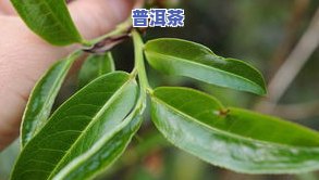 乔木大叶种蜜香普洱茶-乔木大叶种蜜香普洱茶好吗