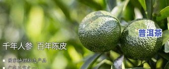 小青柑泡普洱茶的功效-小青柑泡普洱茶的功效与作用