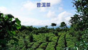 柴正邦云南普洱茶：从茶园到茶杯，全程质量把控