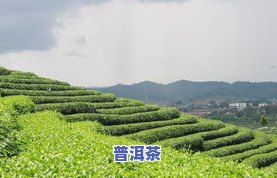 柴正邦云南普洱茶：从茶园到茶杯，全程质量把控