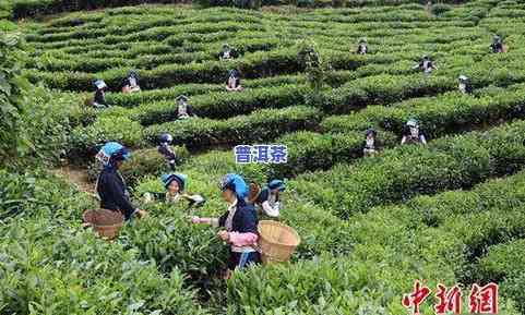 柴正邦云南普洱茶：从茶园到茶杯，全程质量把控