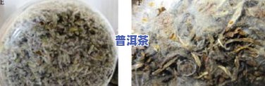 研究普洱茶的霉菌是什么菌-研究普洱茶的霉菌是什么菌种