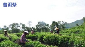 诏安普洱茶-诏安茶叶