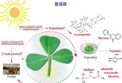 普洱茶EGCG含量检测：揭示其在茶叶中的真实含量与成分分布