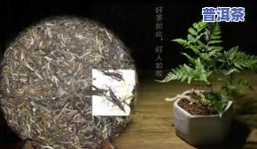 冰岛普洱茶：时间真的越长越好吗？