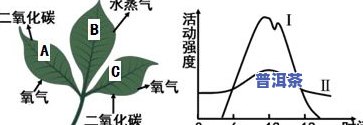 深入探究普洱茶中微生物的研究方法、意义与应用