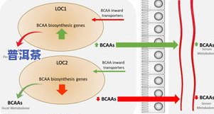 深入探究普洱茶中微生物的研究方法、意义与应用