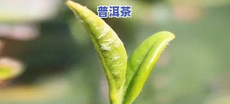 茶叶萎凋期间，叶片会发生哪些变化？