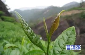 什么叫茶叶萎凋？详解茶叶萎凋过程及叶片变化