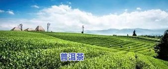 宁强茶厂：电话、茶叶、名茶、茶园位置全攻略