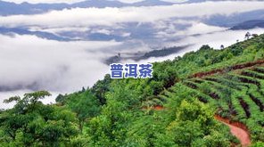 普洱茶的几大山头：详解排名与代表性茶叶