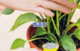 过期的茶叶可以当肥料吗？有吗？为什么？可以用来养花吗？