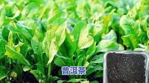 过期的茶叶可以当肥料吗？有吗？为什么？可以用来养花吗？