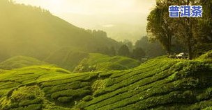 昆明普洱茶基地有哪些-昆明普洱茶基地有哪些的