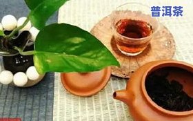 明星喜爱的普洱茶是什么茶？探讨明星们的更爱与推荐