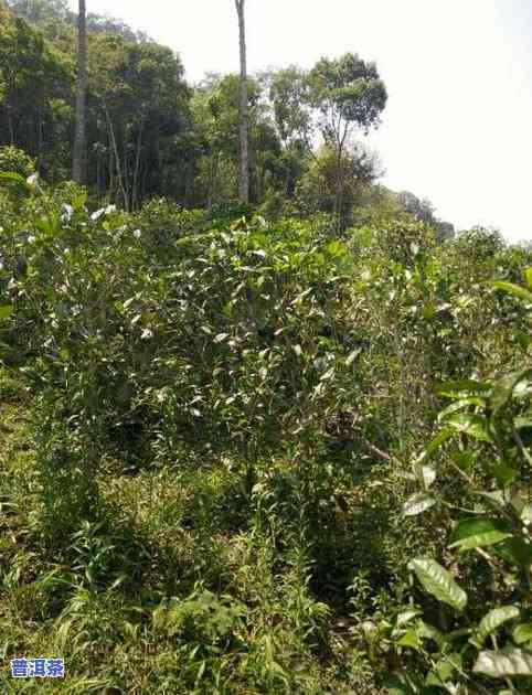 麻栗树大寨古树普洱茶-麻栗树普洱茶特点