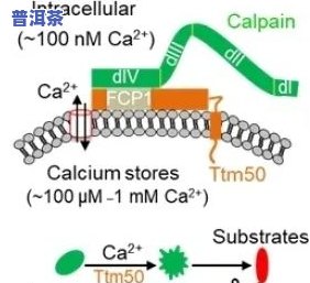 茶水能软化血管吗？探讨其科学原理与相关研究