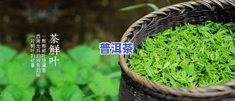 什么时候茶叶更好卖？春茶上市期间价格较高，但需求量大；秋茶则相对便宜。哪个季节最适合购买茶叶，取决于个人口味和预算。