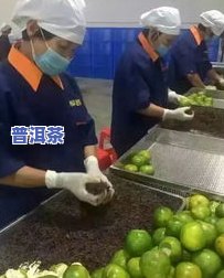 寻找更好喝的小青柑普洱茶？看这里！