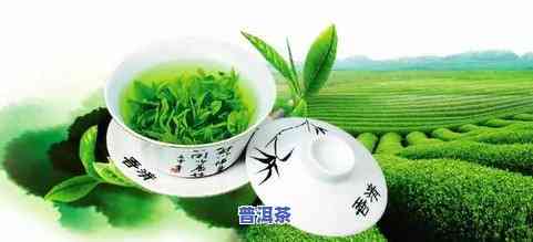 云南绿茶与普洱茶有何区别？能否饮用？