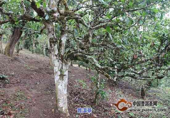 古树普洱茶为何有菌香-古树普洱茶为何有菌香味呢