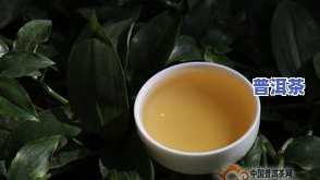 金版纳普洱茶推荐：哪款口感更佳？价格多少？