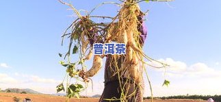 宁洱县普洱茶：从种植到制作，全方位解析普洱茶产业及商业