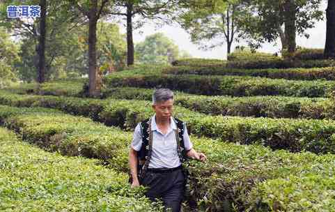 宁武普洱茶-宁洱县普洱茶