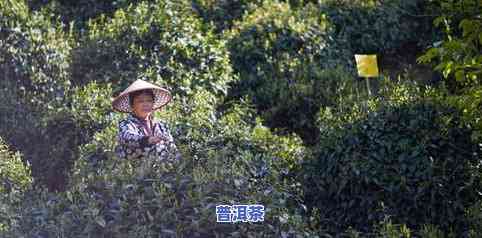 什么普洱茶是金骏眉味-什么普洱茶是金骏眉味道的