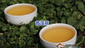 知心普洱茶-普洱知春茶是什么茶