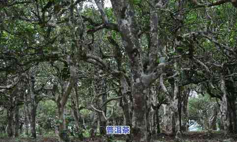 重庆老树普洱茶有哪些-重庆老树普洱茶有哪些牌子