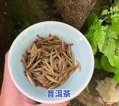 万夫锦福鼎白茶价格格调全解析：福鼎白茶万夫锦价格表及福鼎市万夫锦茶业介绍