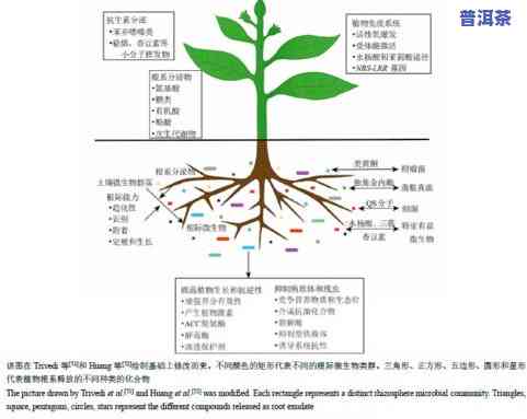 深入研究普洱茶中微生物的方案、方法与意义