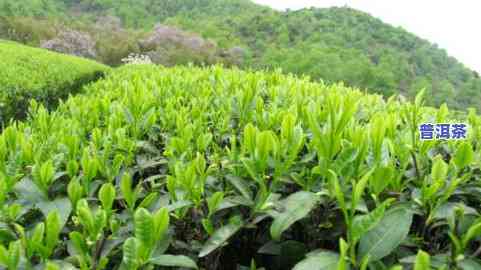 茶叶怎么卖出去？新手如何经营自家茶园与茶馆？分享赚钱策略与开店指南！